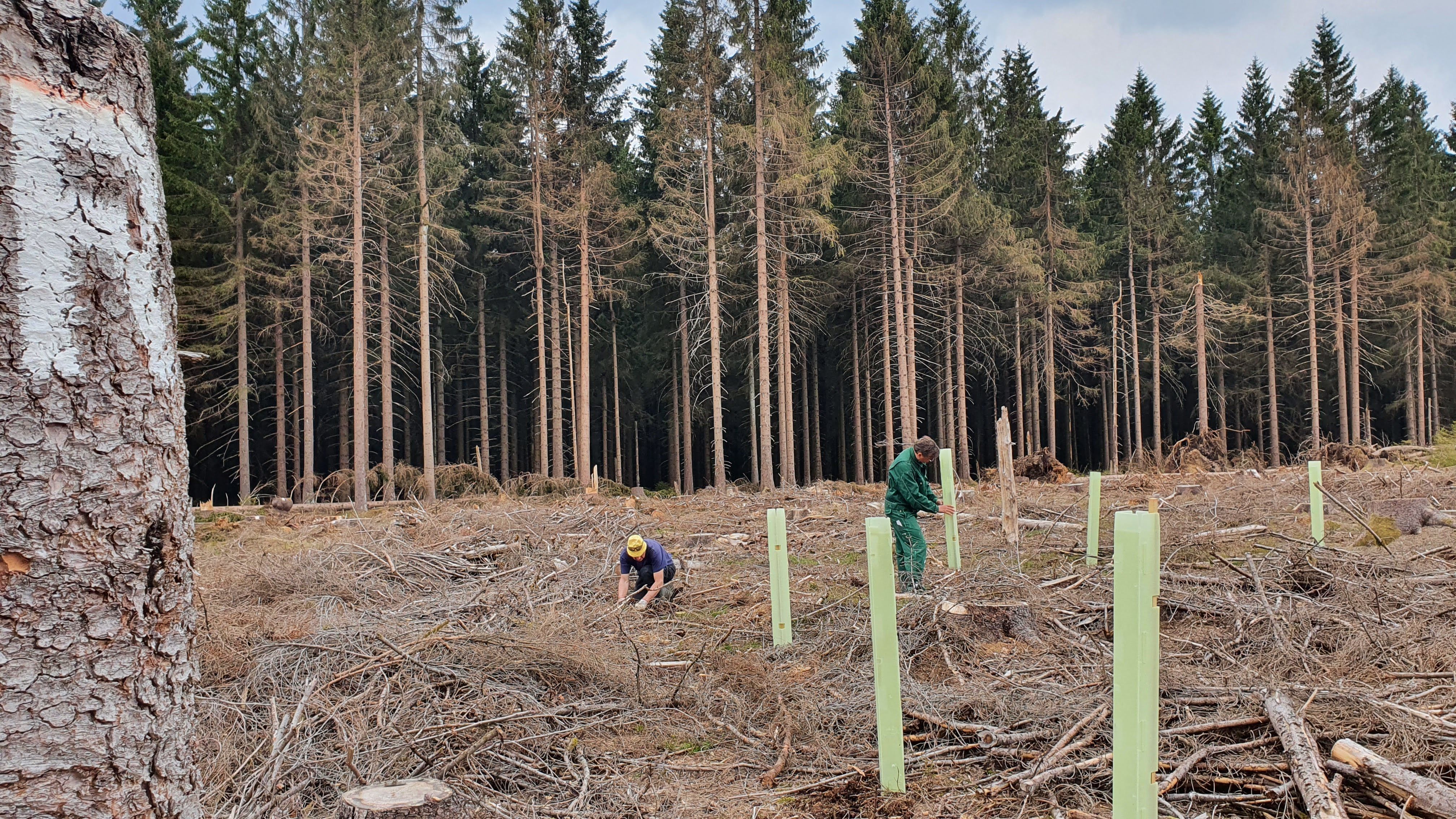 Bergwald_am_Rennsteig_Website.jpg