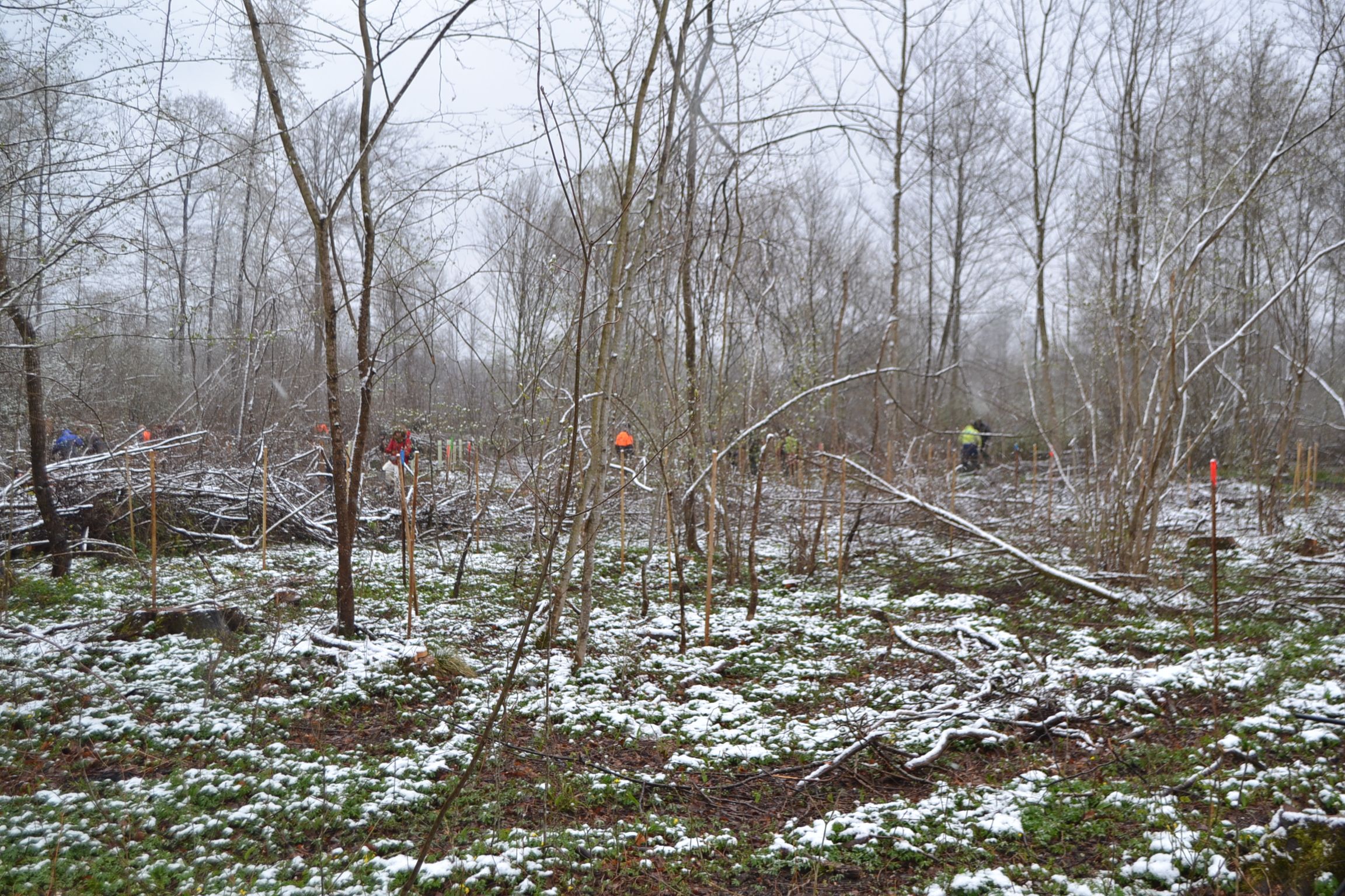 DSC_0177_Mittlere Pflanzfläche_Jungholz wird noch entnommen.JPG