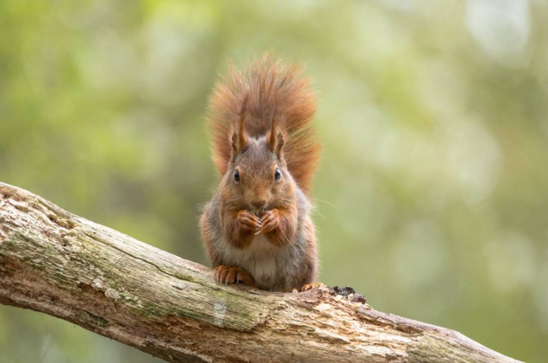 Eichhörnchen.jpeg