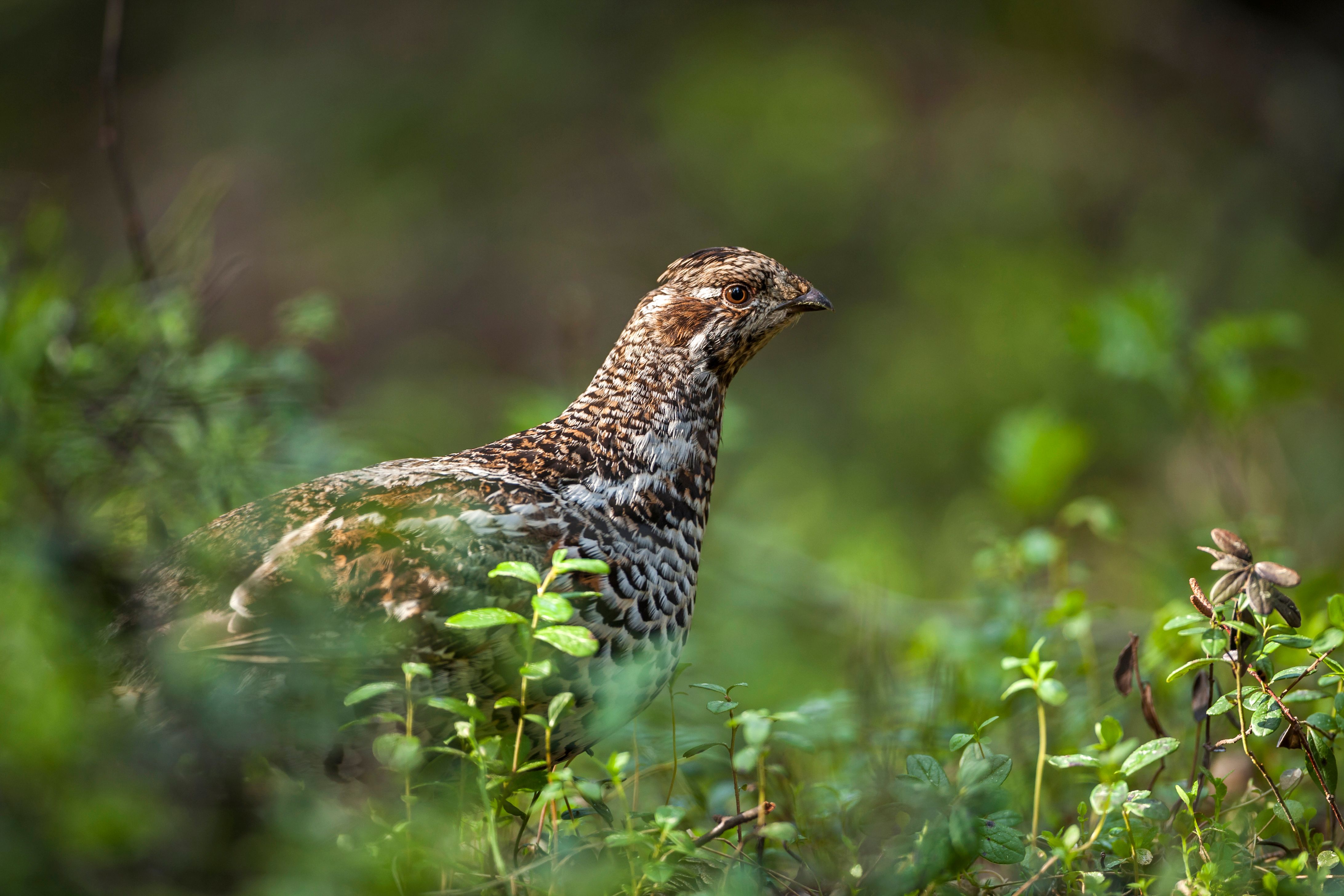 GettyImages-610895234.jpeg