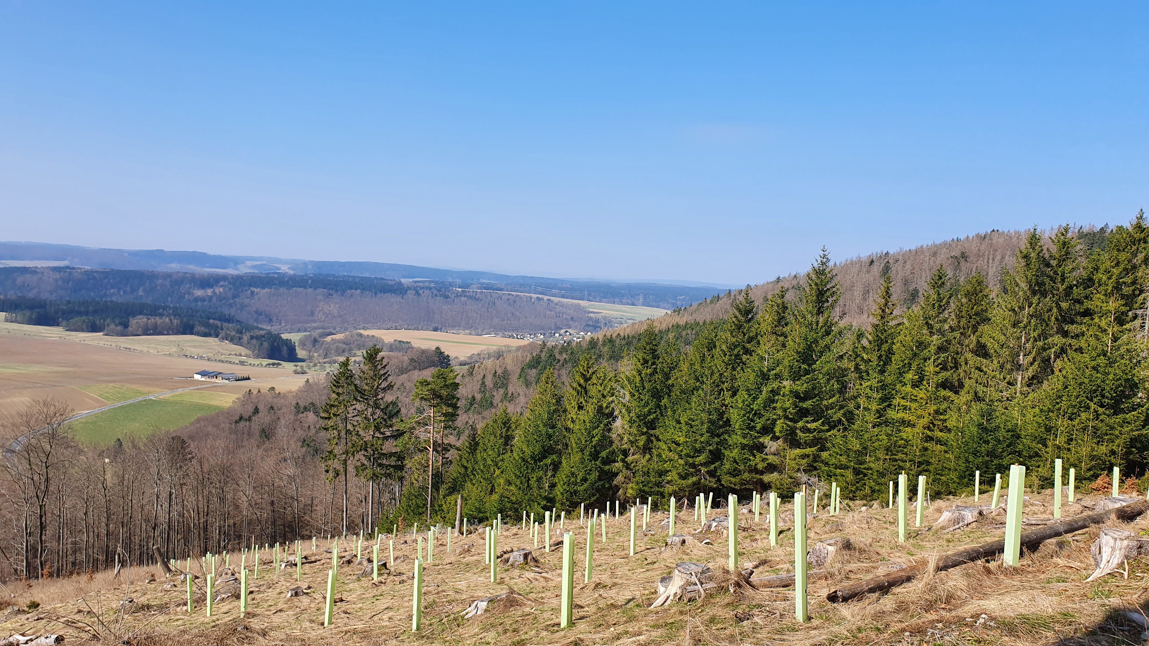 Pflanzung_Frankenblick,Heiligenholz.jpg