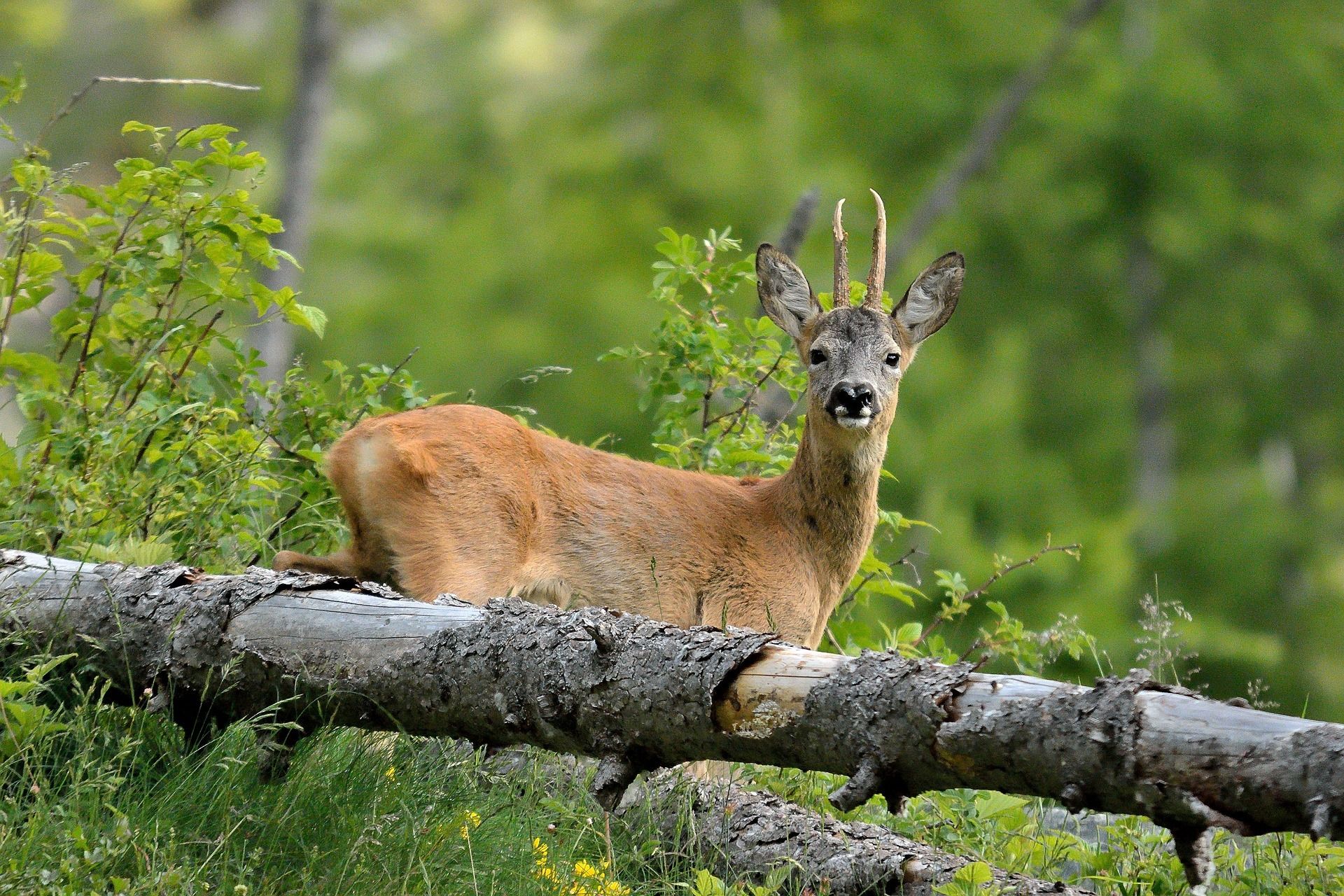 roe-deer-3873484_1920.jpeg